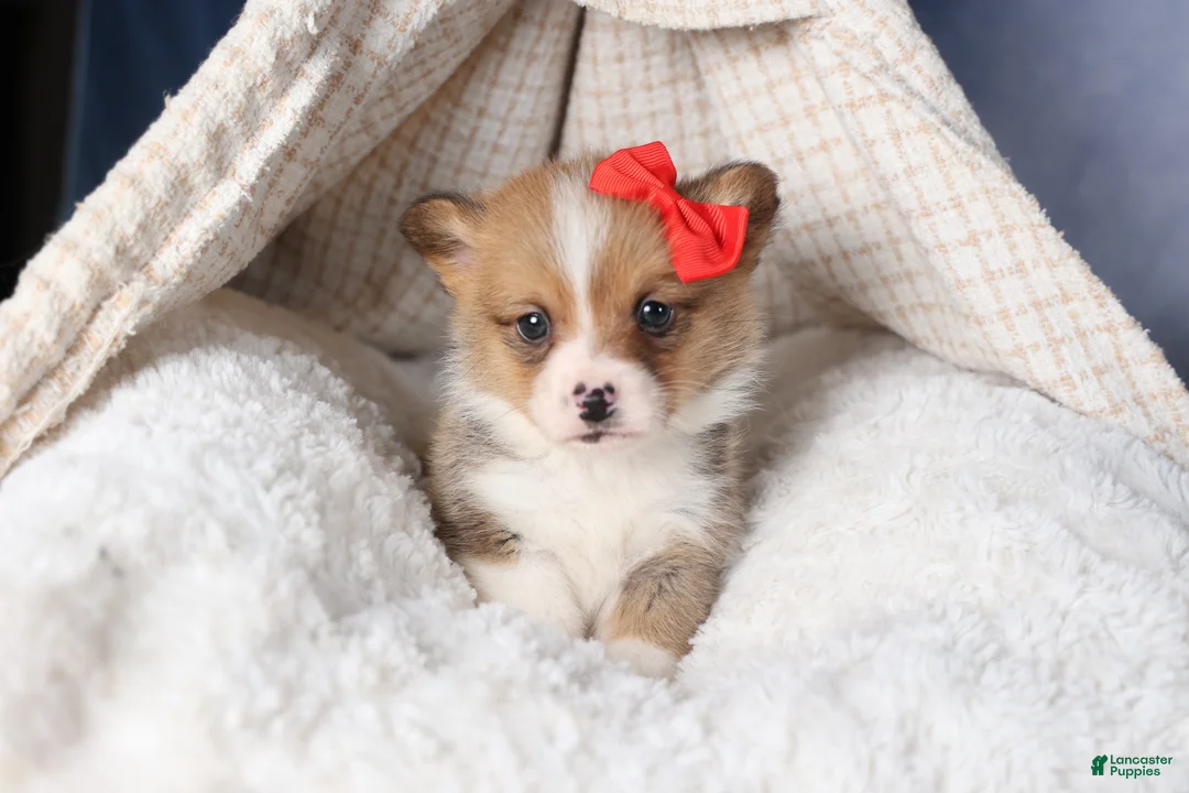 Welsh Corgi Pembroke dogs for sale: RAMBO - Ad 11