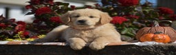 Golden Retriever dogs for sale: Kingston - Ad 5