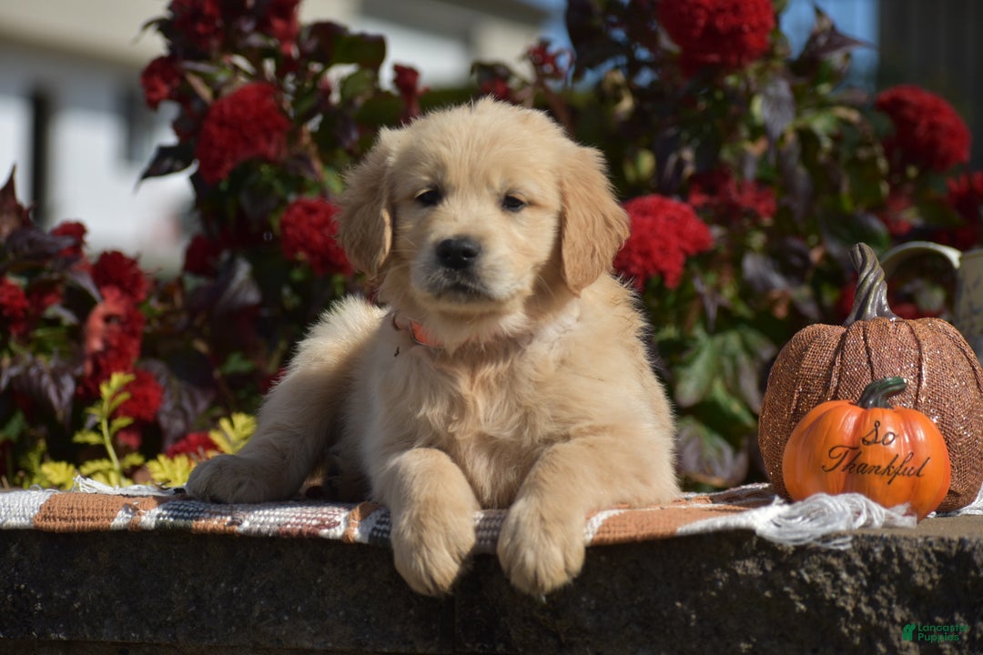 Golden Retriever dogs for sale: Kingston - Ad 5