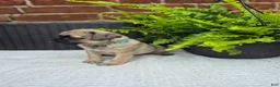 Pug dogs for sale: Kove - Ad 3