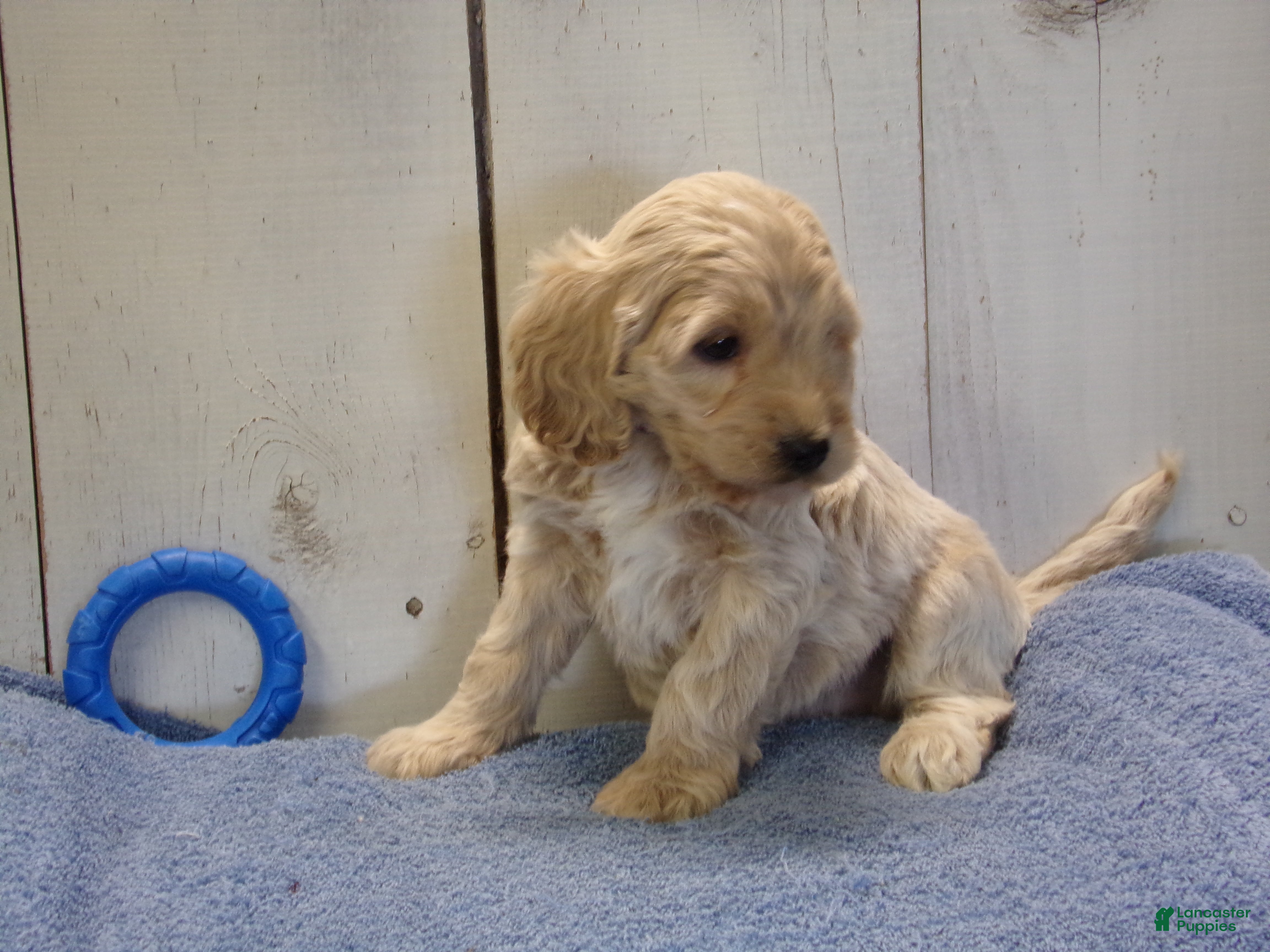 Cockapoo dogs Brady - Ad 1