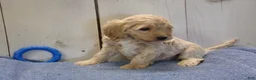 Cockapoo dogs for sale: Brady - Ad 1