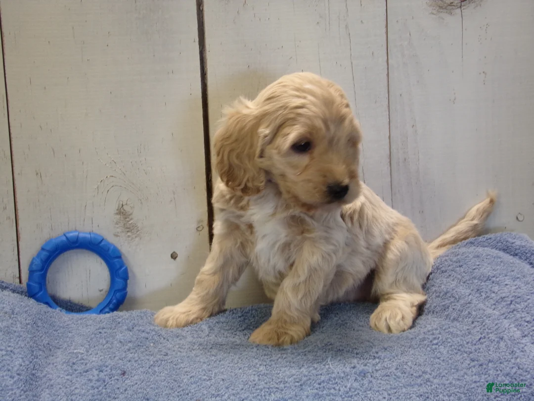 Cockapoo dogs for sale: Brady - Ad 1