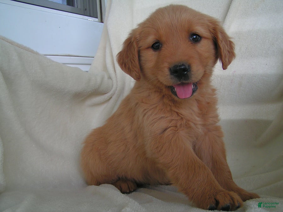 Golden Retriever dogs Lilly - Ad 2