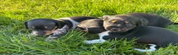 Dachshund dogs for sale: Ottis  - Ad 5