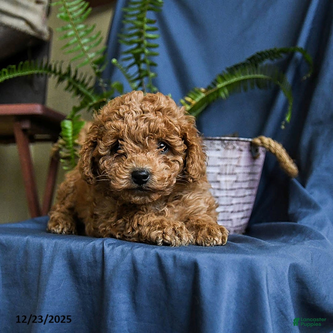 Maltipoo dogs for sale: Coco  - Ad 3