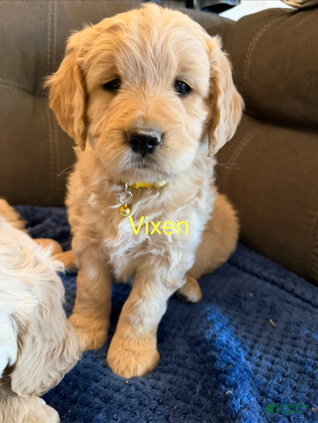 Goldendoodle dogs for sale: Vixen - Ad 1
