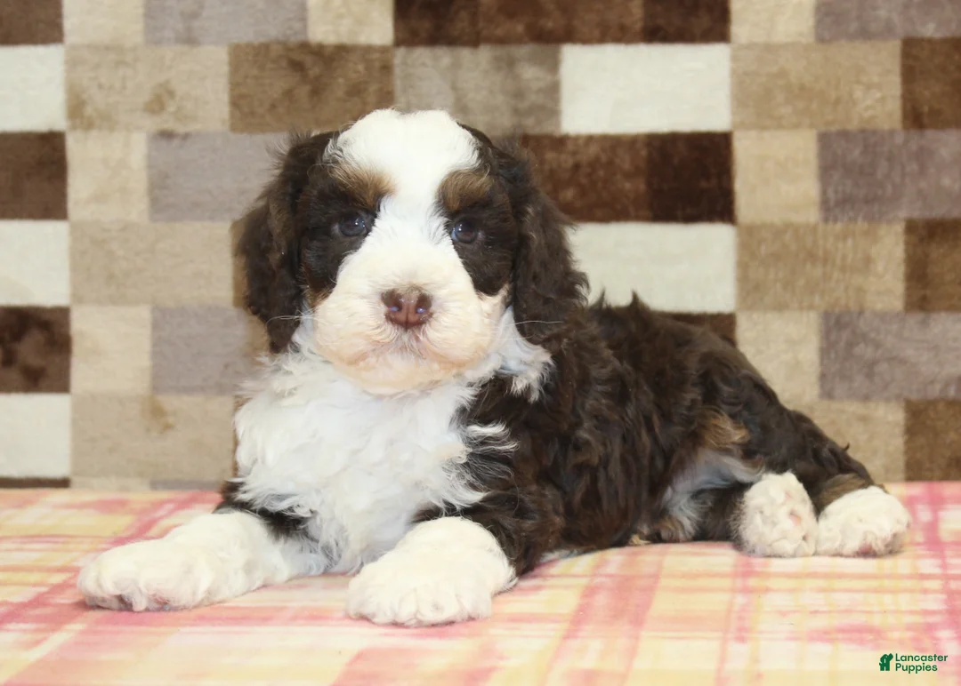 Mini Bernedoodle dogs for sale: Cody - Ad 2
