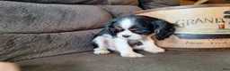 Cavalier King Charles Spaniel dogs for sale: Wesley - Ad 3