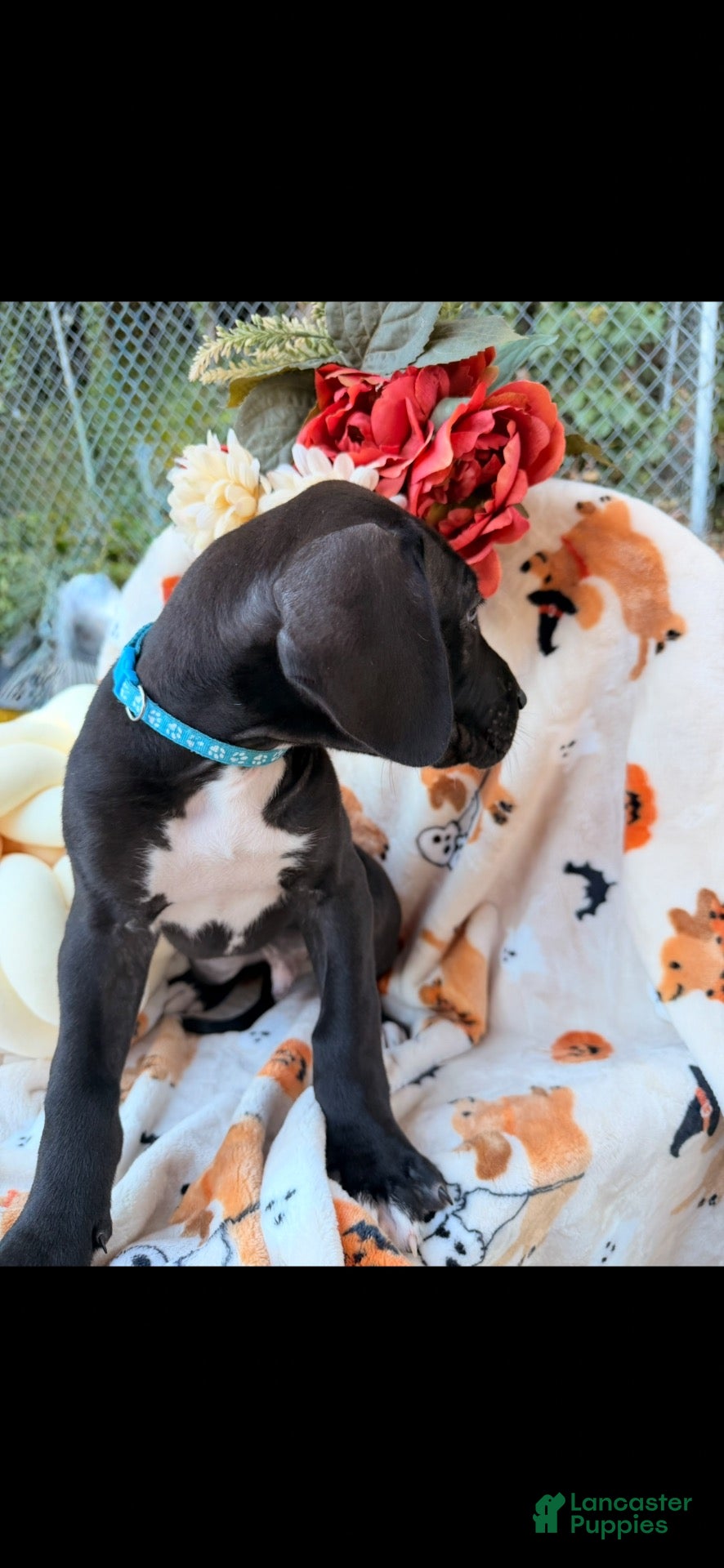 Great Dane dogs Great Dane 5 - Ad 7