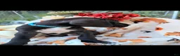 Great Dane dogs for sale: Great Dane 5 - Ad 1