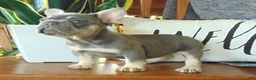French Bulldog dogs for sale: Missy - Ad 3