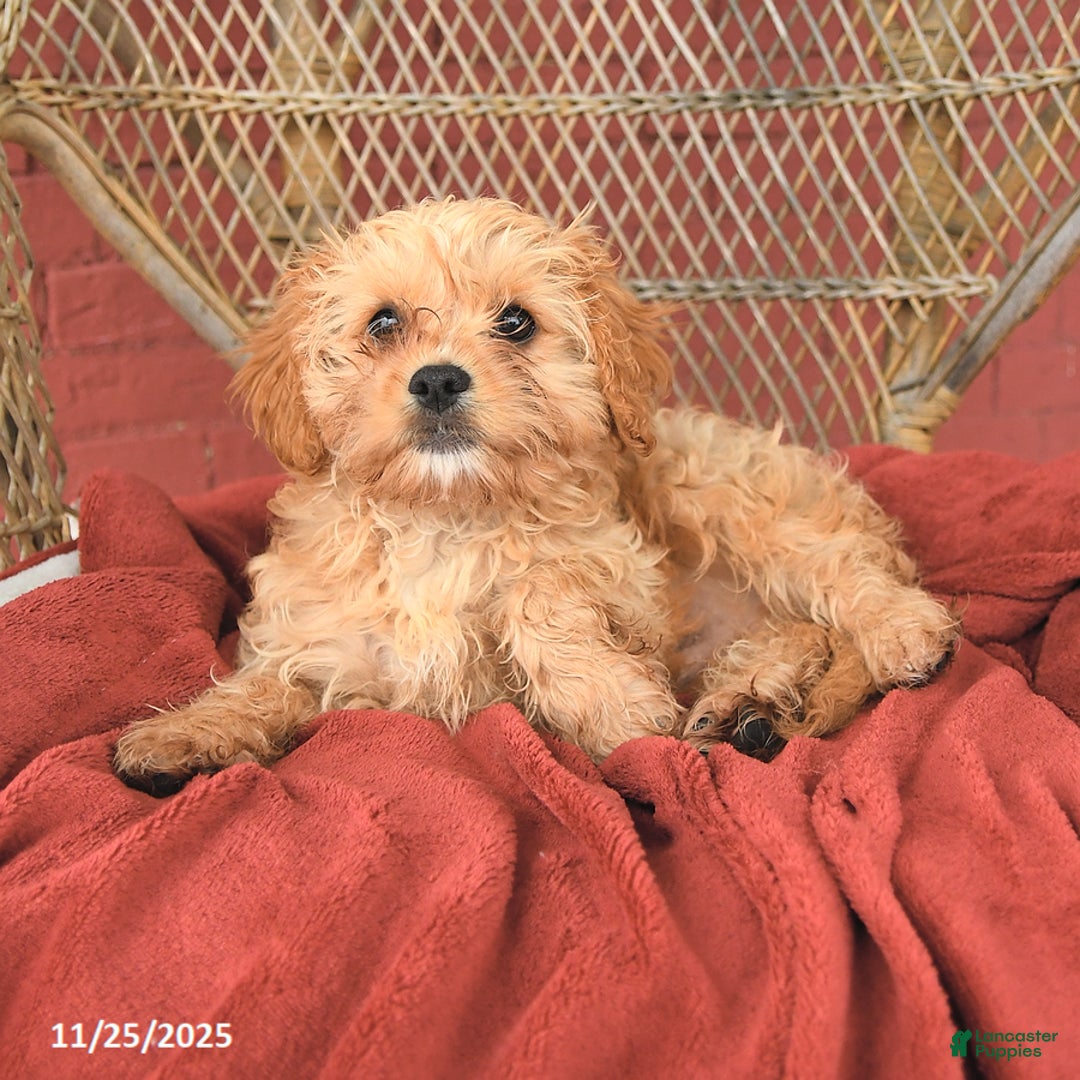 Cavapoo dogs for sale: Dickie - Ad 4