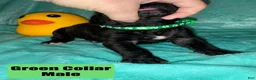 Cane Corso dogs for sale: Green Collar Male - Ad 4