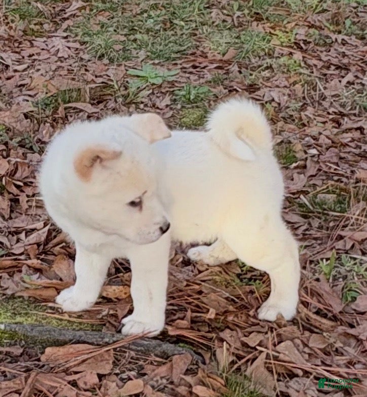 Akita dogs White Female - Ad 1