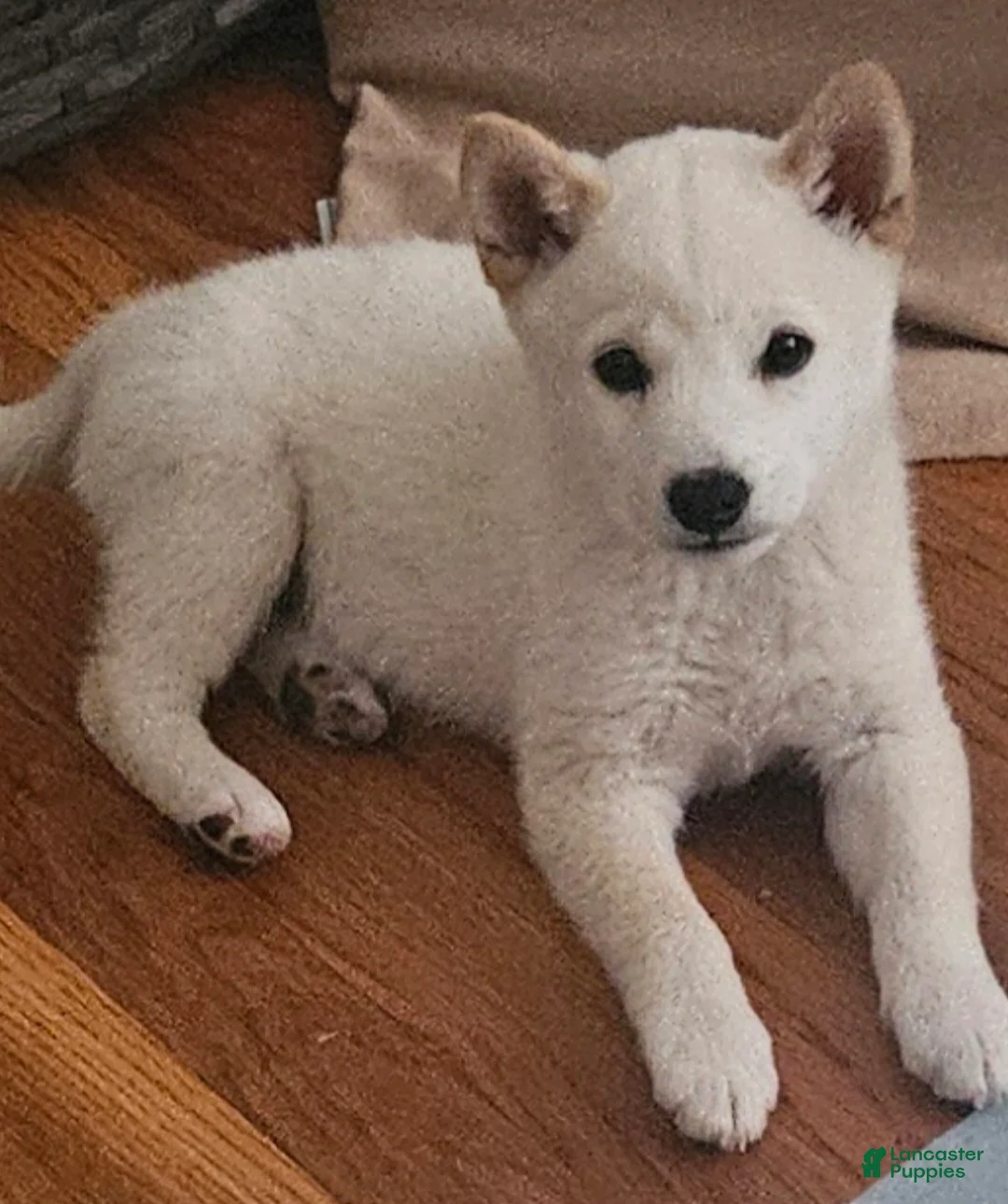 Shiba Inu dogs for sale: Shiba Inu Puppy 1 - Ad 2