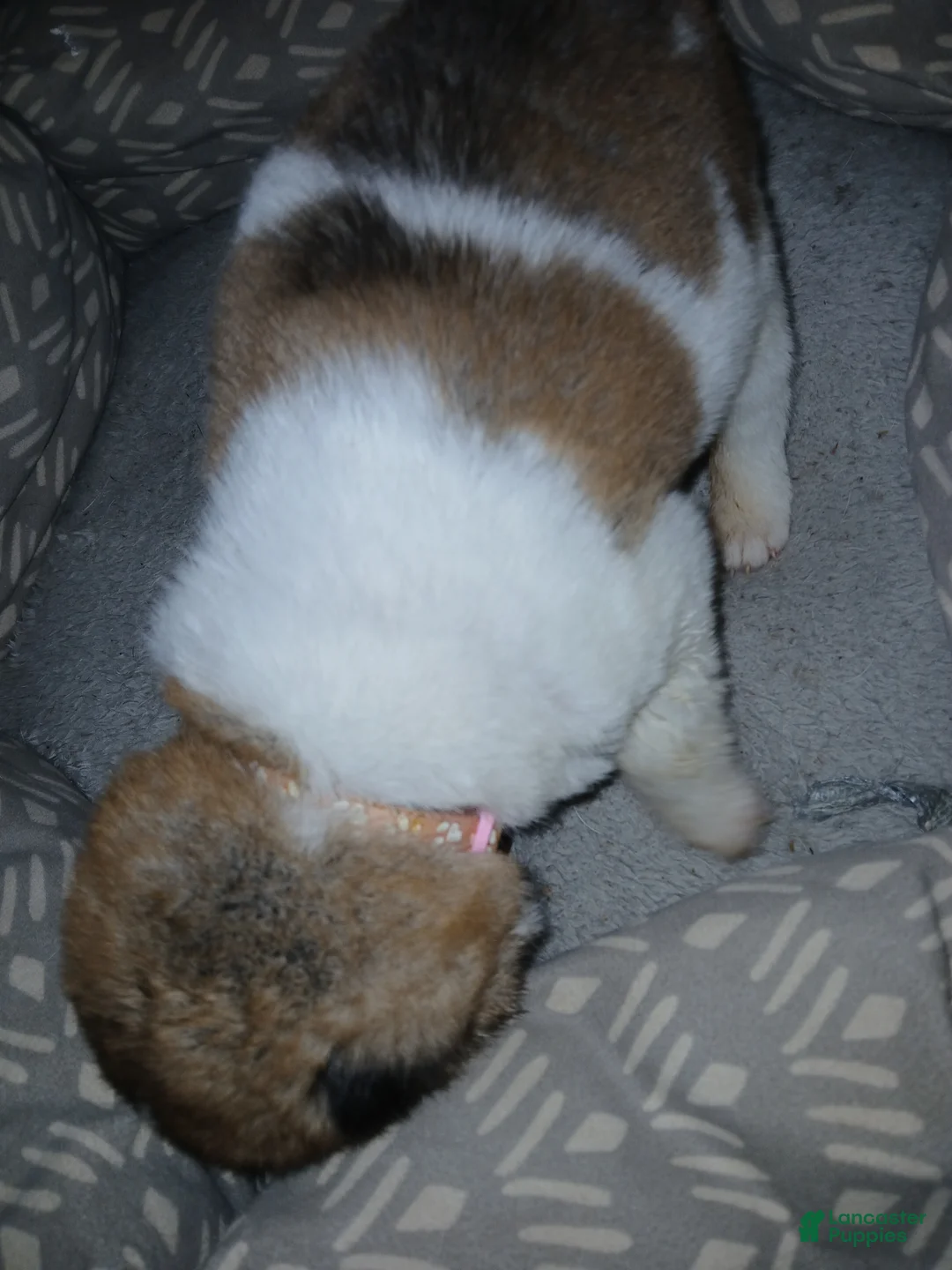 Akita dogs for sale: Willow - Ad 2