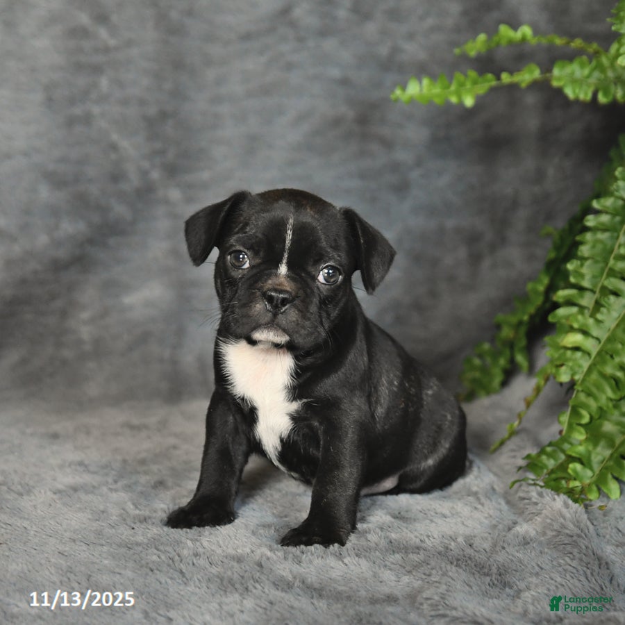 Frenchton dogs Buttercup - Ad 18
