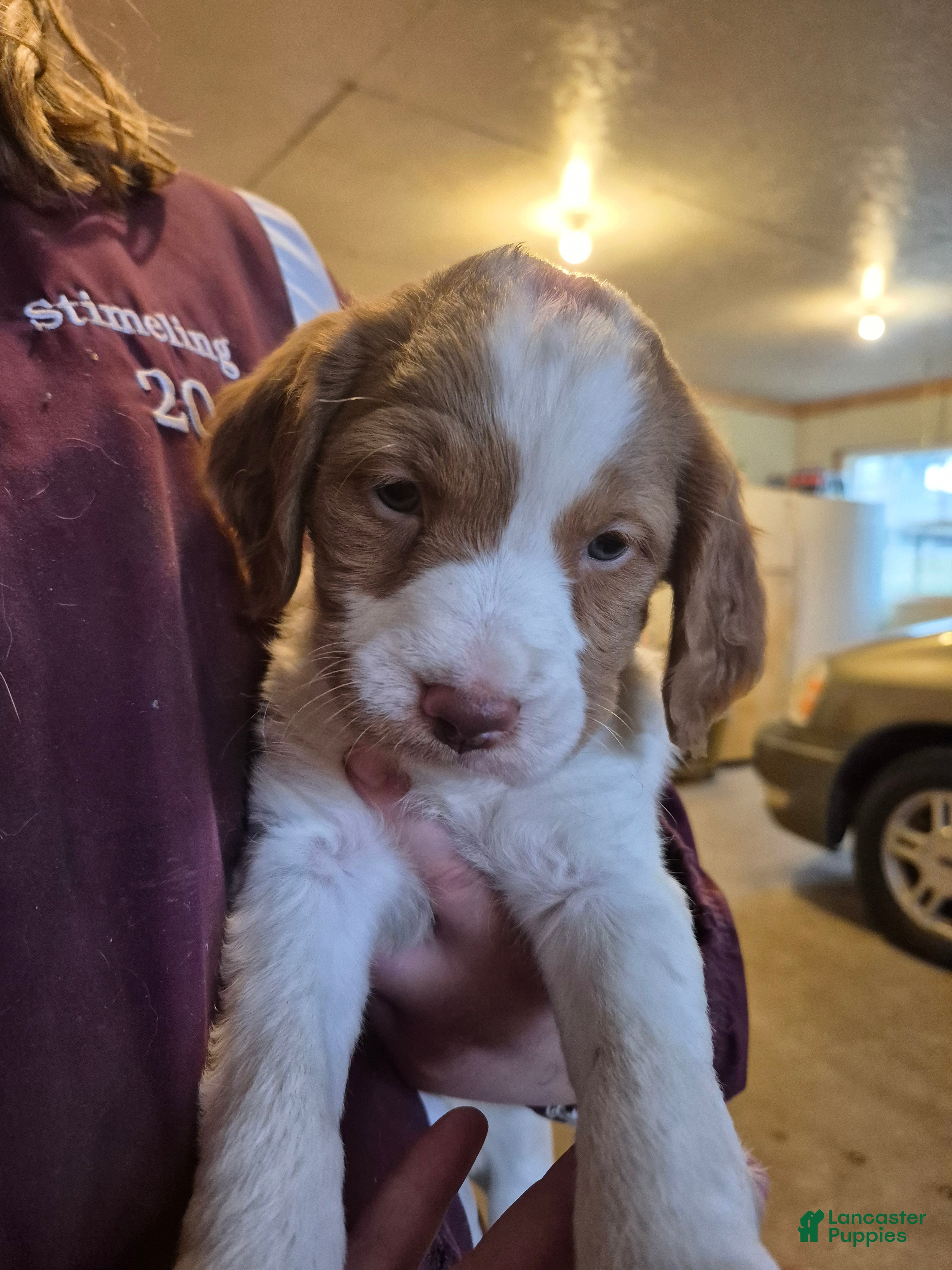 Brittany Spaniel dogs Pluto - Ad 2