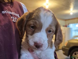 Brittany Spaniel dogs Pluto - Ad 2