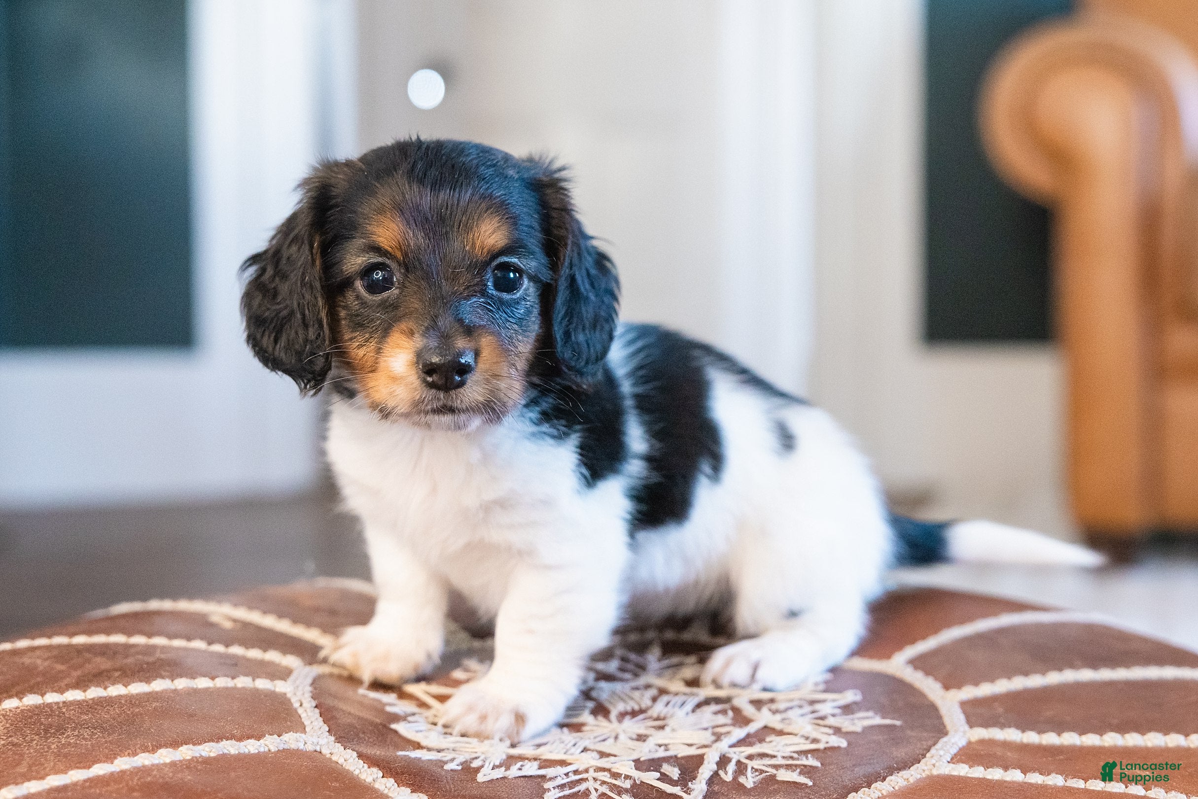 Miniature Dachshund dogs Greta Longbody - Ad 7