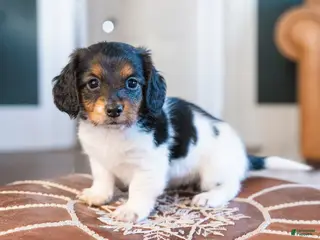 Miniature Dachshund dogs Greta Longbody - Ad 7