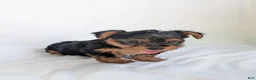 Yorkshire Terrier dogs for sale: Cooper  - Ad 3