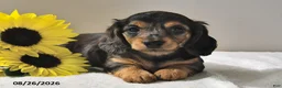 Miniature Dachshund dogs for sale: Callie - Ad 1
