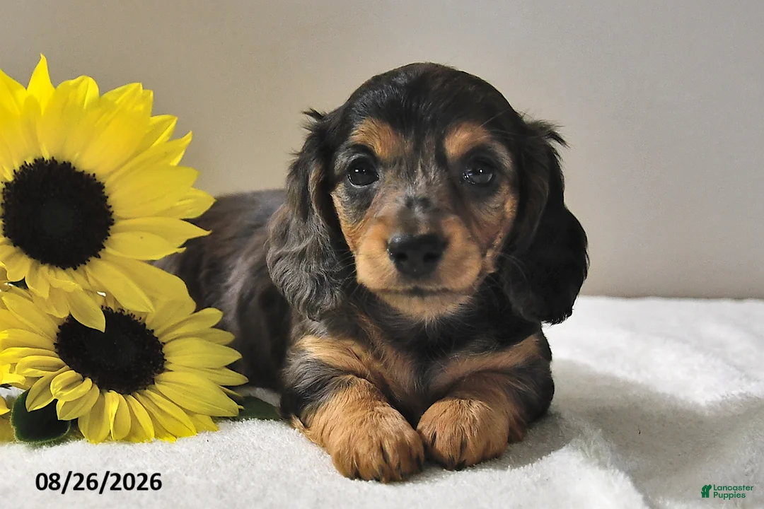 Miniature Dachshund dogs for sale: Callie - Ad 1