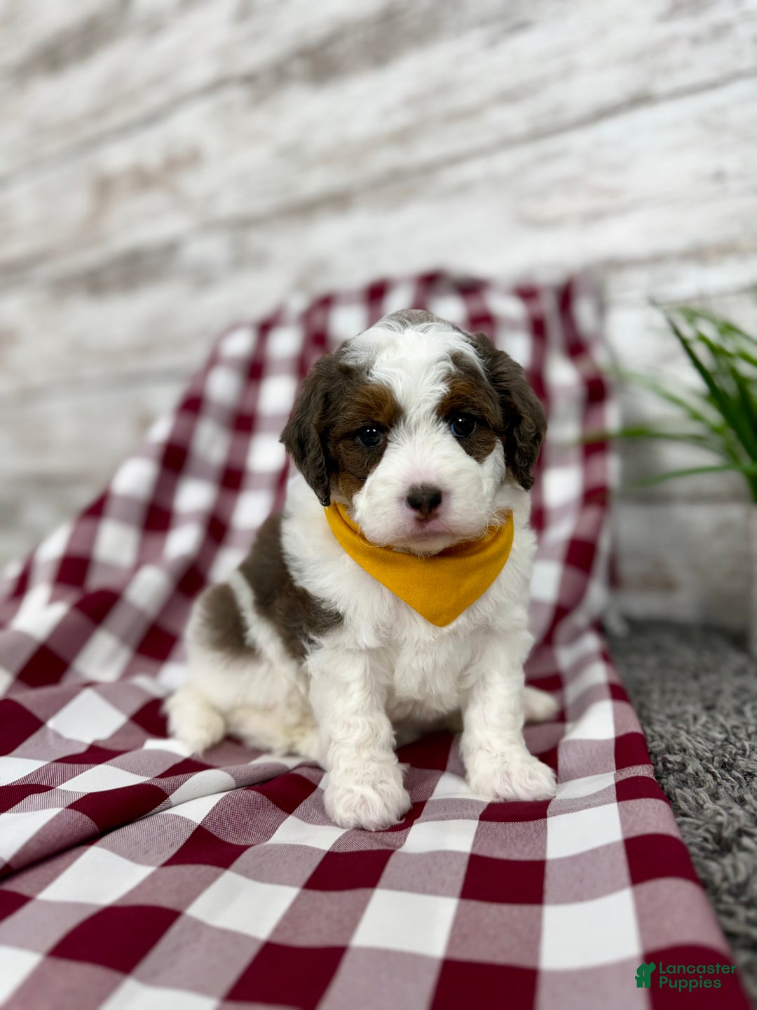 Mini Bernedoodle dogs for sale: Daisy - Ad 3