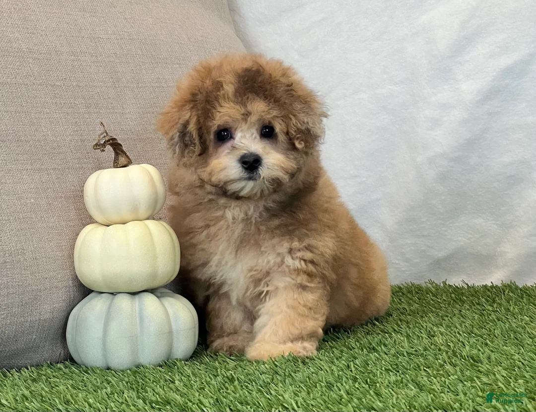 Bichpoo dogs for sale: Kona - Ad 1