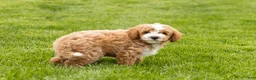 Mini Goldendoodle dogs for sale: Tucker  - Ad 6