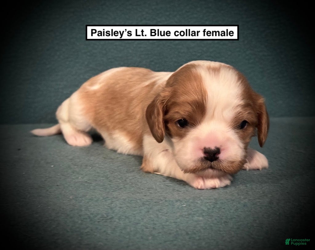 Cavalier King Charles Spaniel dogs AKC Fancy's Lt. Blue Collar Female - Ad 35