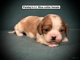 Cavalier King Charles Spaniel dogs AKC Fancy's Lt. Blue Collar Female - Ad 35