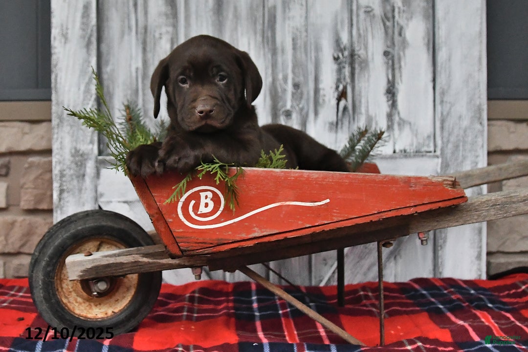 Labrador Retriever dogs for sale: Clifford - Ad 2