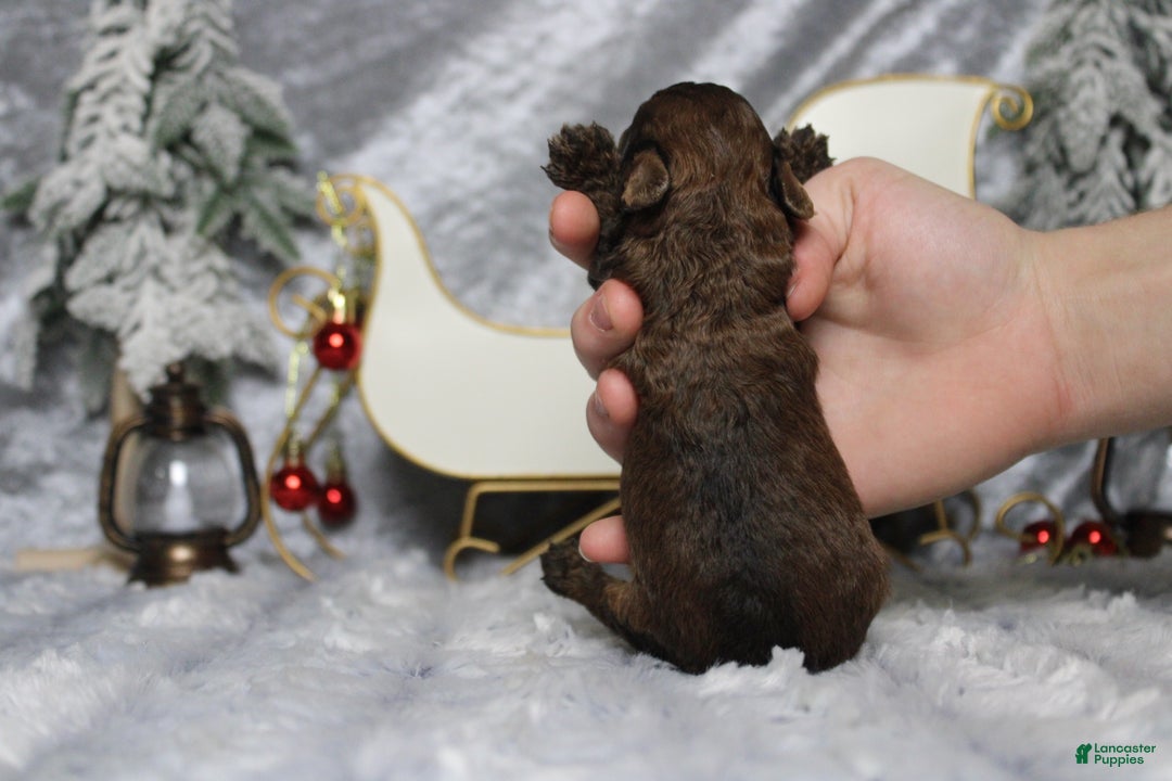 Toy Poodle dogs for sale: Sardonyx - Ad 10