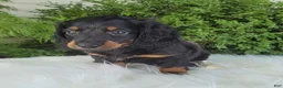 Miniature Dachshund dogs for sale: Vander - Ad 9