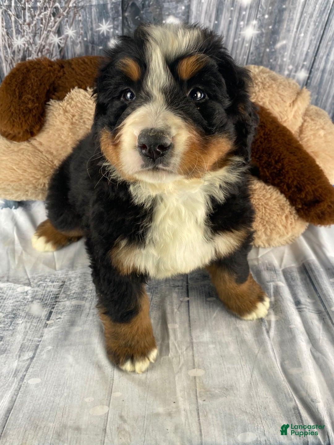 Bernese Mountain Dog dogs for sale: Trixie - Ad 2