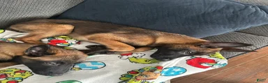Belgian Malinois Puppy 3