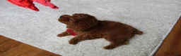 Toy Poodle dogs for sale: Maxwell - Ad 11