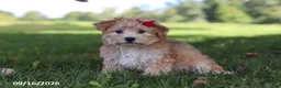 Yochon dogs for sale: Lady - Ad 3