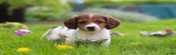 Miniature Dachshund dogs for sale: Benji - Ad 5
