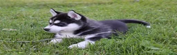 Siberian Husky dogs for sale: Carlos - Ad 3