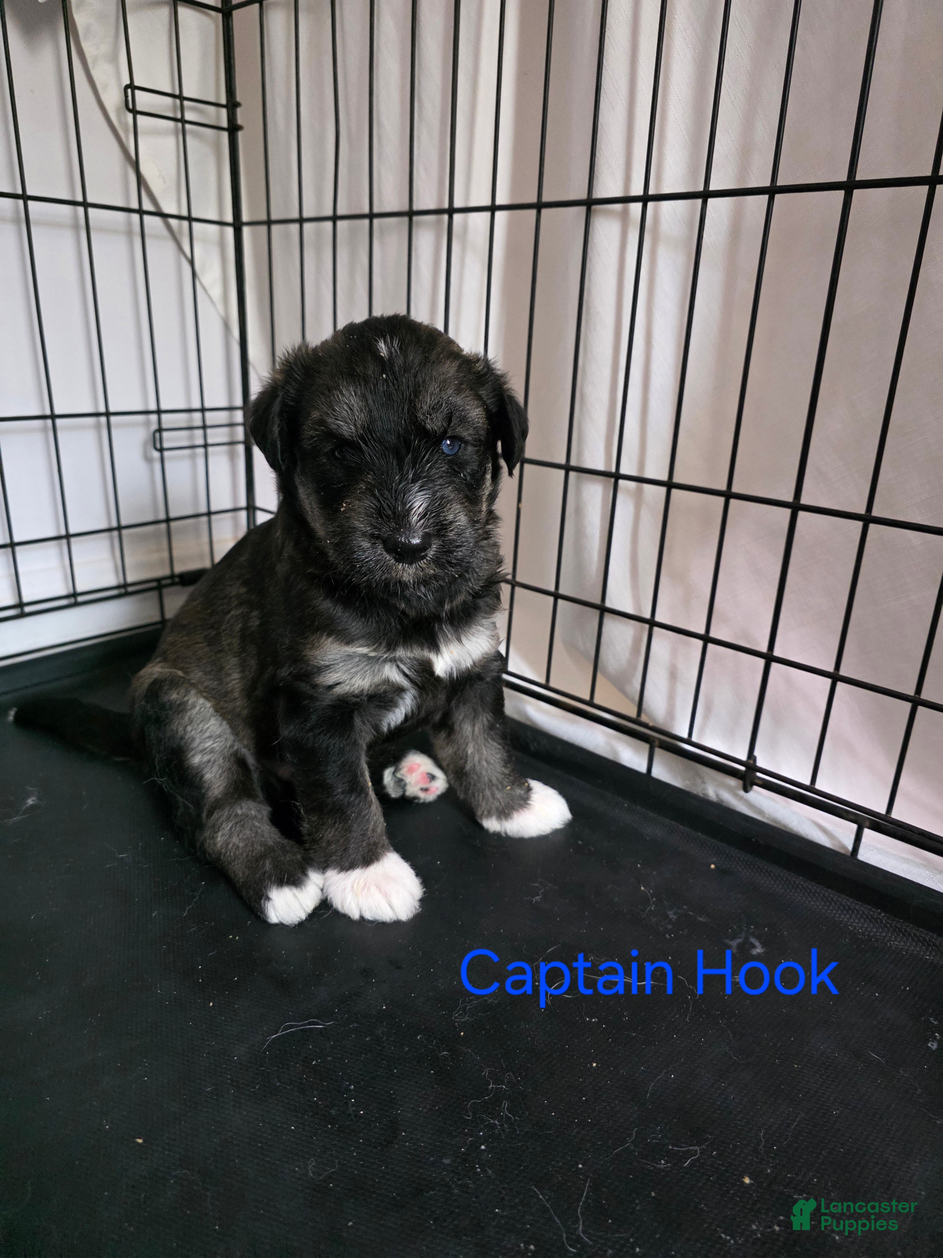 Huskipoo dogs Captain Hook - Ad 1