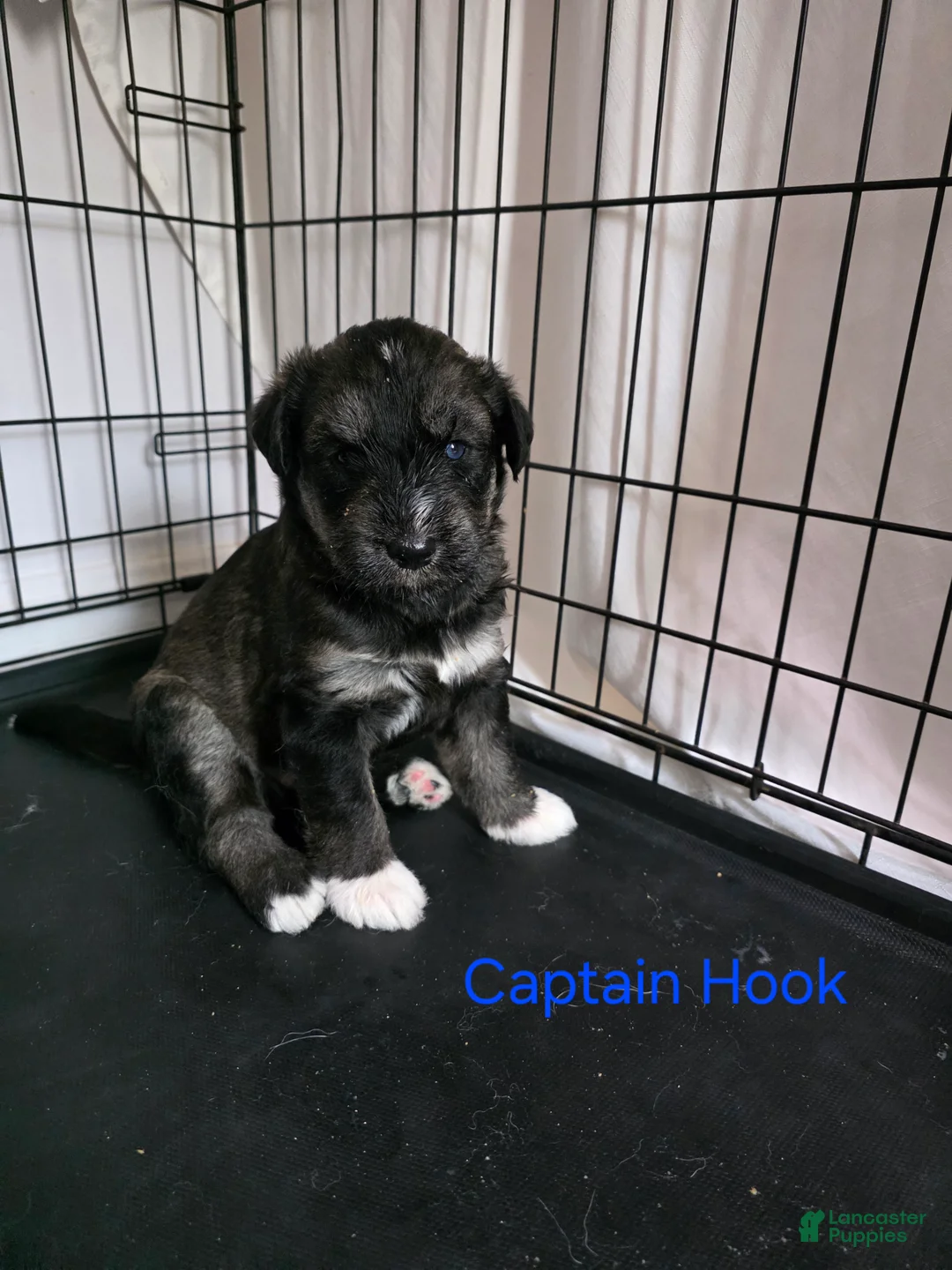 Huskipoo dogs for sale: Captain Hook - Ad 1