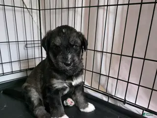 Huskipoo dogs for sale: Captain Hook - Ad 3