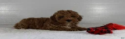Miniature Poodle dogs for sale: Bella - Ad 6