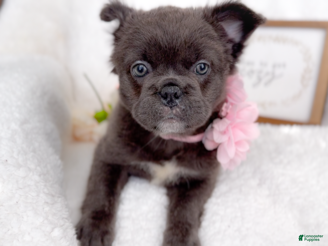 French Bulldog dogs for sale: Dancer Blue Fluffy  - Ad 3