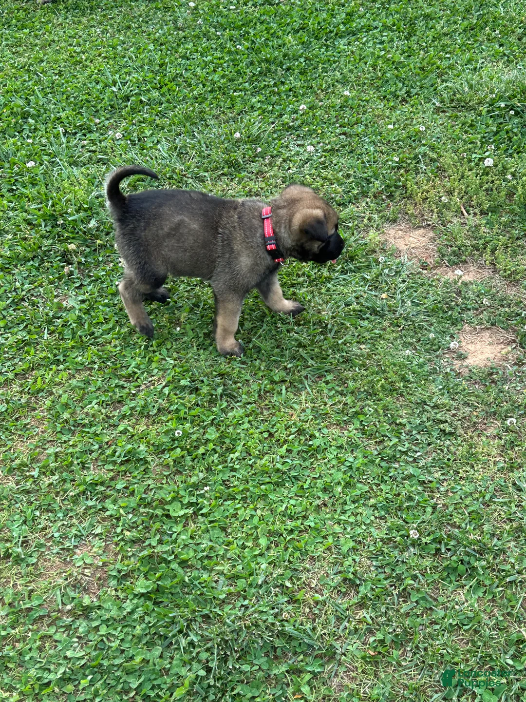 Belgian Malinois dogs for sale: Belgian Malinois Puppy 7 - Ad 1