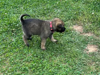 Belgian Malinois dogs Belgian Malinois Puppy 7 - Ad 9